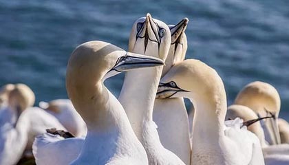 穿梭在指尖的宇宙：选择一款游戏平台，开启你的游戏新纪元